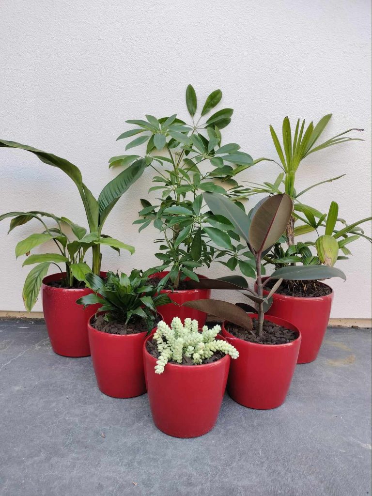 Grouping of Plants